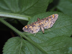 Eurrhyparodes tricoloralis