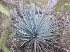 Dasylirion parryanum