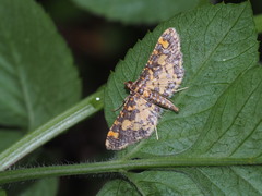 Eurrhyparodes tricoloralis