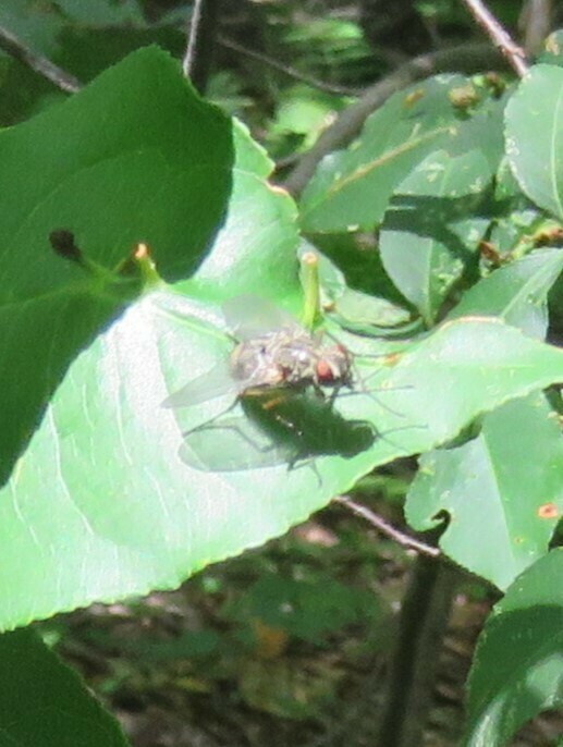 Calyptrate Flies from Preston Pond, Bolton, VT 05465, USA on August 19, 2018 at 1213 AM by