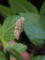 Eurrhyparodes tricoloralis