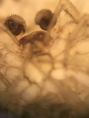Grammonota gentilis photo 2