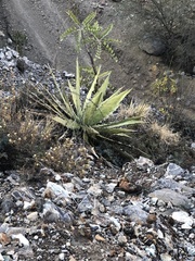 Agave xylonacantha
