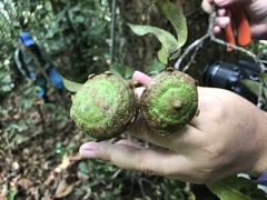 Lecythis parvifructa