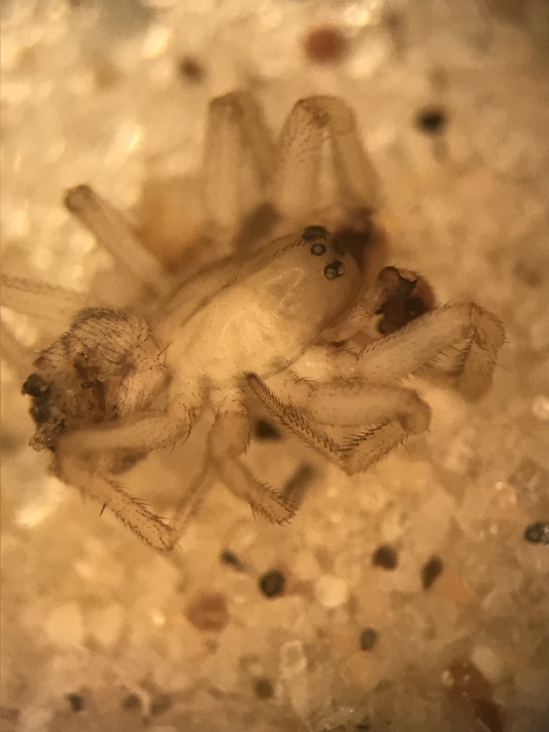Grammonota gentilis