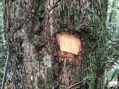 Lecythis parvifructa