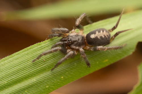Ischnothele guianensis
