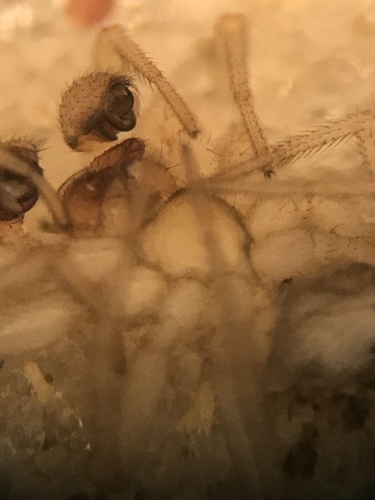 Grammonota gentilis photo 3