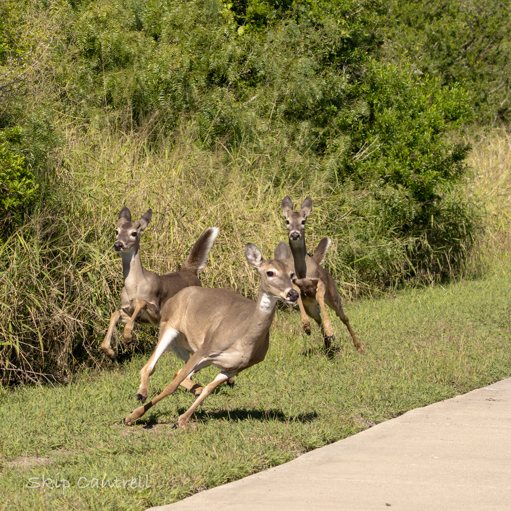 Whitetailed Deer from South Side, Corpus Christi, TX, USA on November