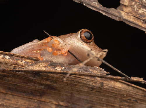 Ross Allen's Treefrog, Dendropsophus rossalleni