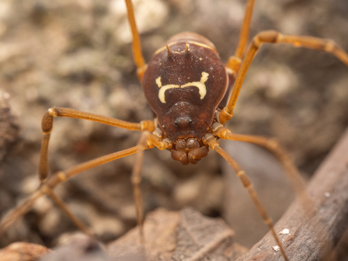 daddy longlegs