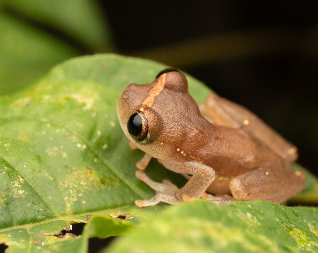 Ross Allen's Treefrog