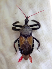 Apiomerus vexillarius