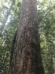 Lecythis parvifructa