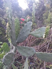 Opuntia cochenillifera