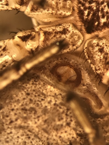 Tan crab spider photo 5