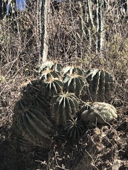 Ferocactus echidne