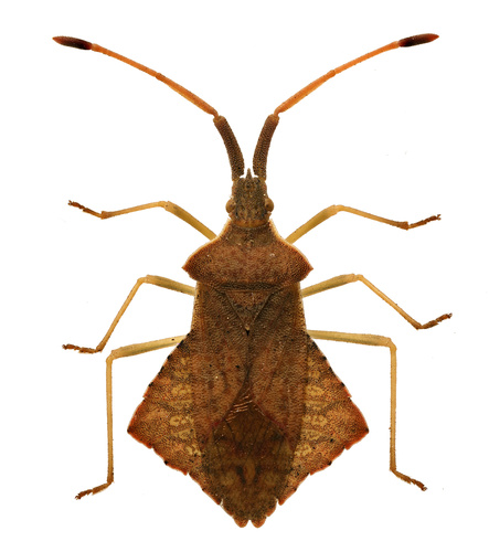 Rhombic Leatherbug, photo 6 of 10