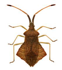 Syromastus rhombeus
