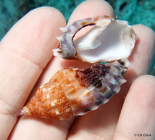 Tridentarius dentatus observed 2023-09-25