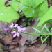 Polygala polygama obtusata - Photo (c) Laura Clark,  זכויות יוצרים חלקיות (CC BY), הועלה על ידי Laura Clark