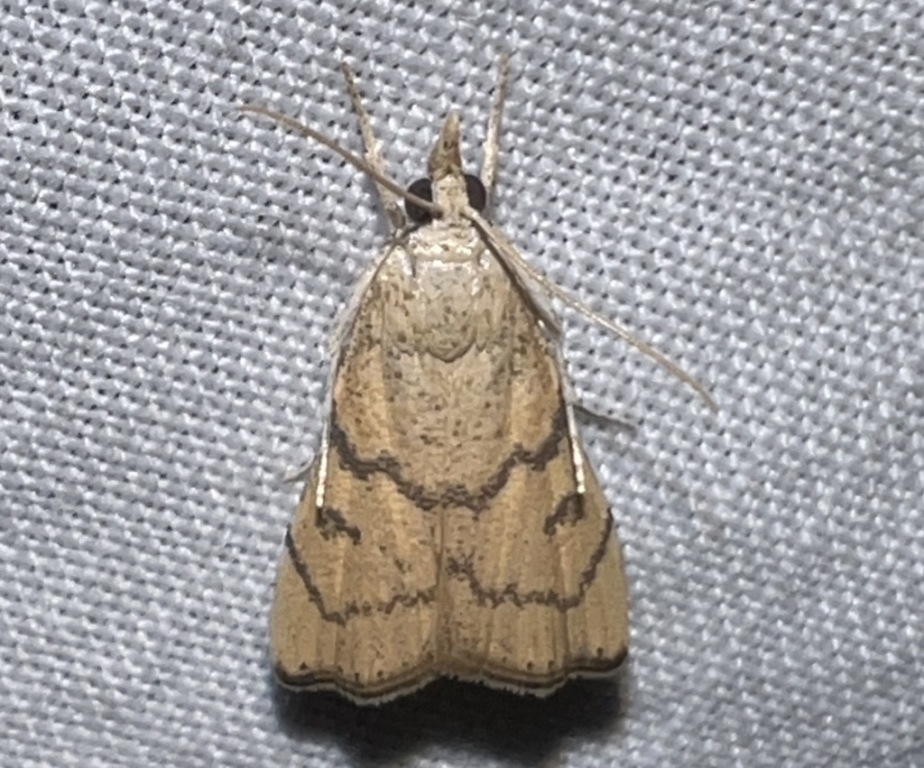 Ptychopseustis lucipara
