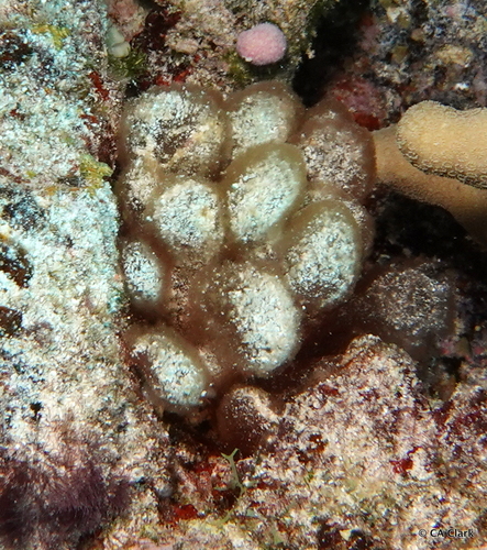 Gibsmithia hawaiiensis observed 2023-09-25