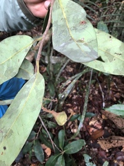 Eschweilera carinata