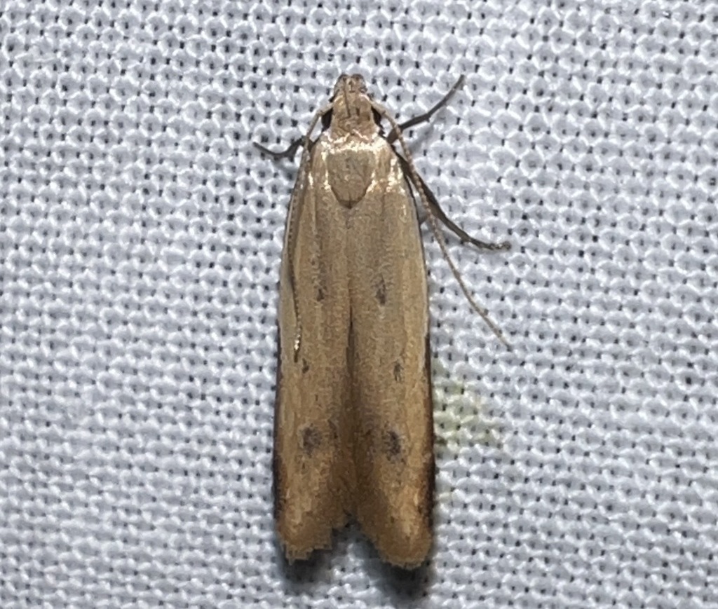 Mesophleps safranella