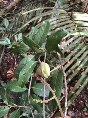 Eschweilera carinata