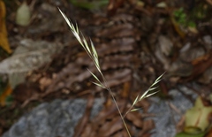 Rytidosperma gracile