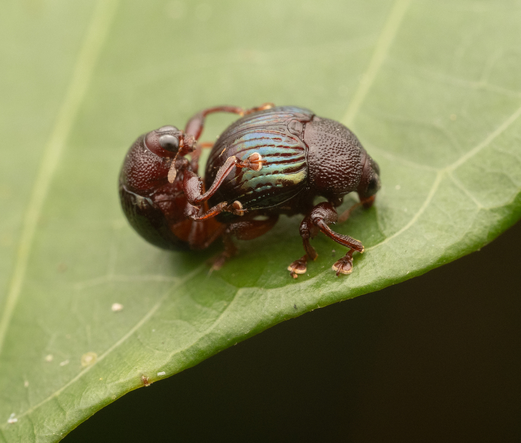 Hybolabus azuripennis
