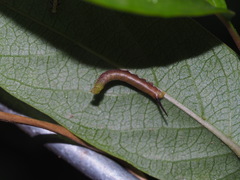 Macroglossum corythus