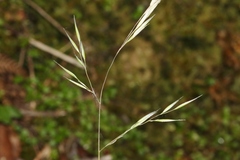 Rytidosperma gracile