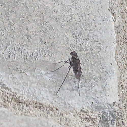 Liancalus genualis photo 4