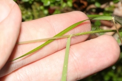 Rytidosperma gracile