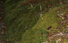 Rytidosperma gracile