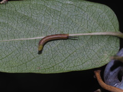 Macroglossum corythus