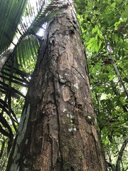 Eschweilera carinata