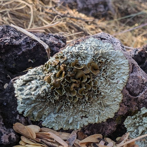 New Mexican Rock-shield