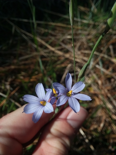 Image of Sisyrinchium nashii by (c) Will McFarland, some rights reserved (CC BY)