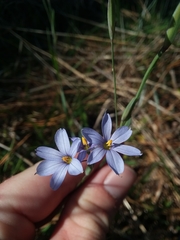 Sisyrinchium nashii