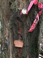 Eschweilera carinata