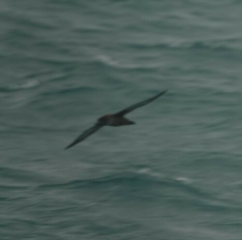 Pardela sombría (Ardenna grisea)