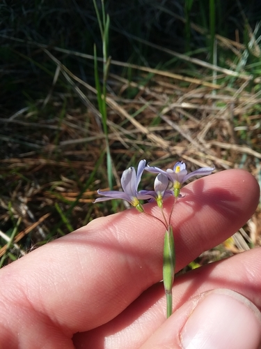 Image of Sisyrinchium nashii by (c) Will McFarland, some rights reserved (CC BY)