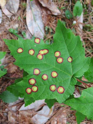 Ocellate Gall Midge photo 4