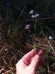 Sisyrinchium nashii