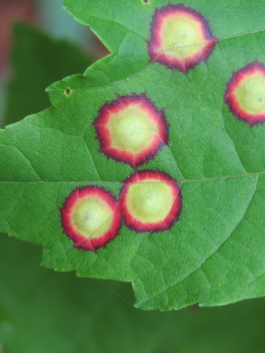 Ocellate Gall Midge photo 3