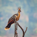 Hoatzin - Photo no rights reserved, uploaded by Philipp Hoenle