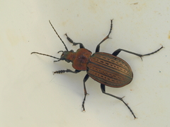 Carabus ulrichii
